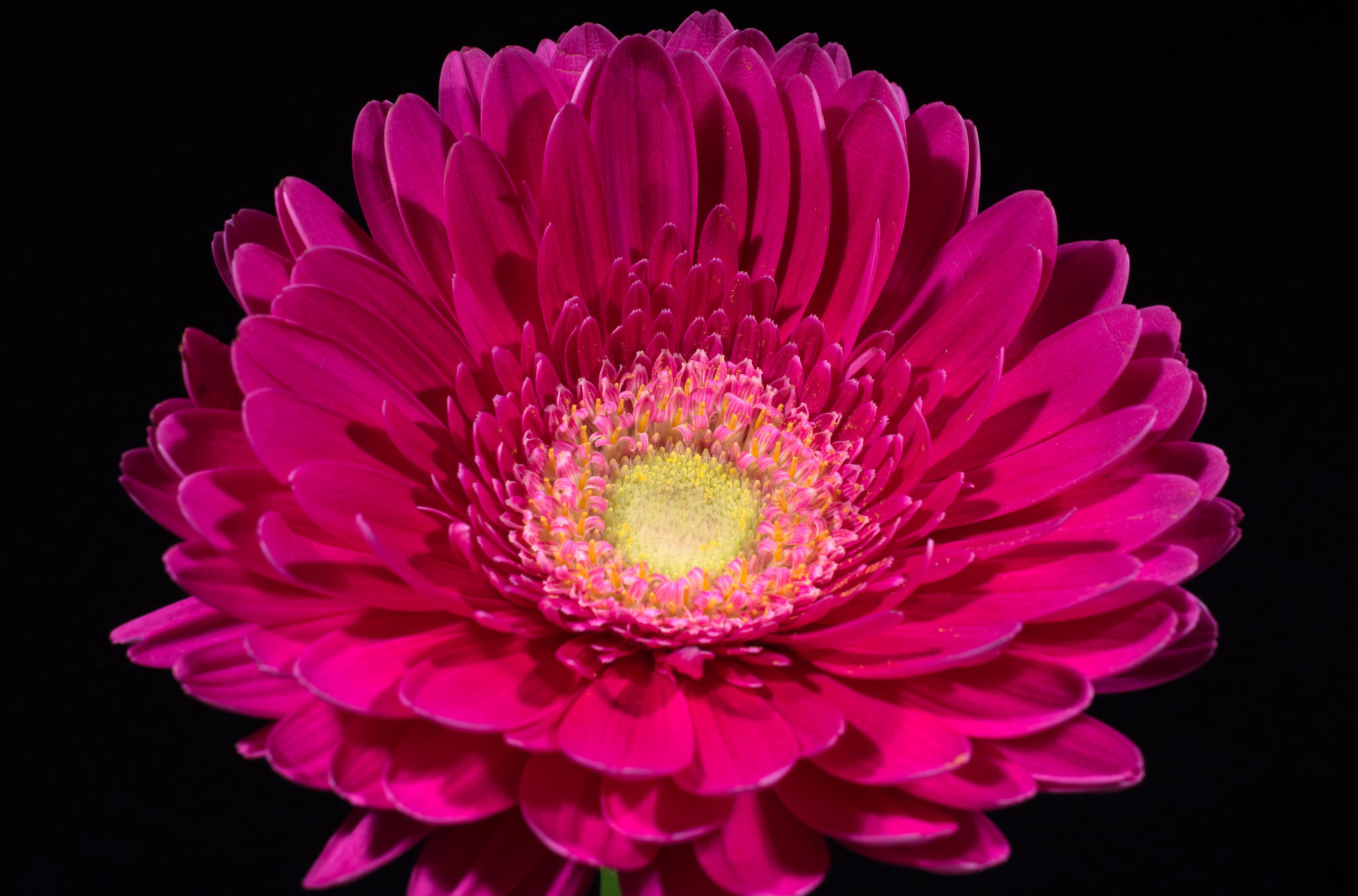 Pink Gerbera 5k Retina Ultra HD Wallpaper Background