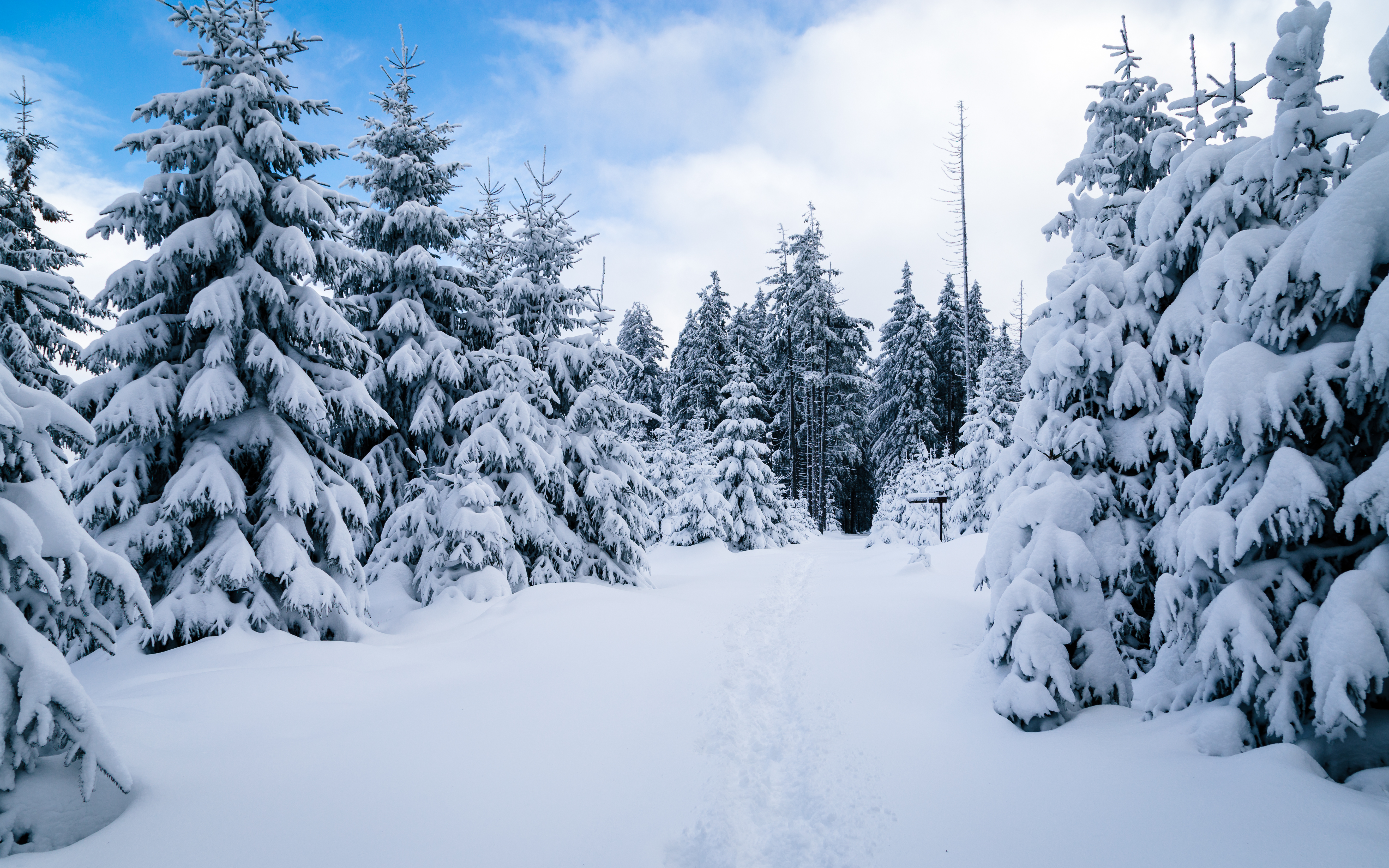 SnowCovered Trees 5k Retina Ultra HD Wallpaper