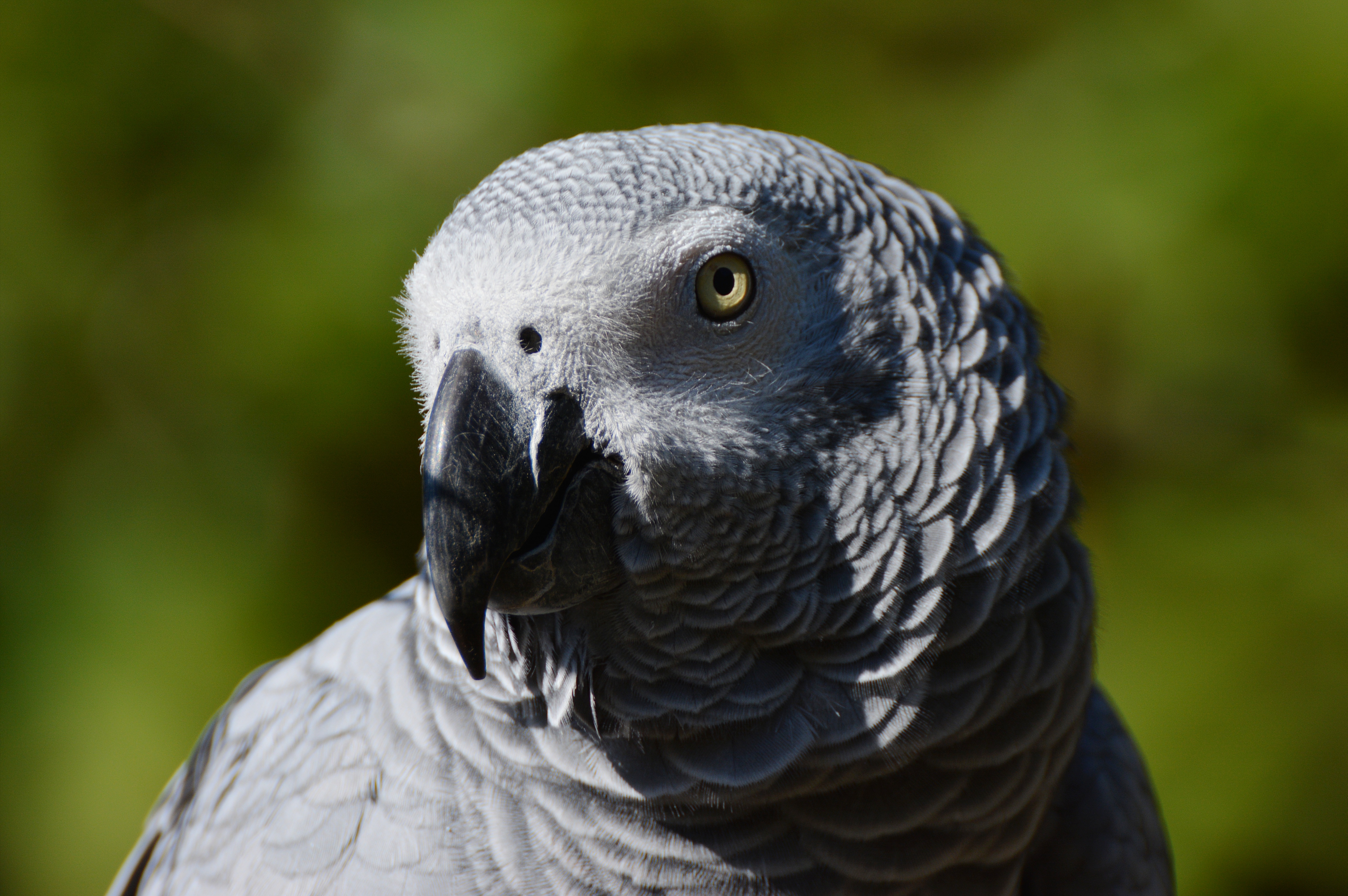 Animal African grey parrot 4k Ultra HD Wallpaper