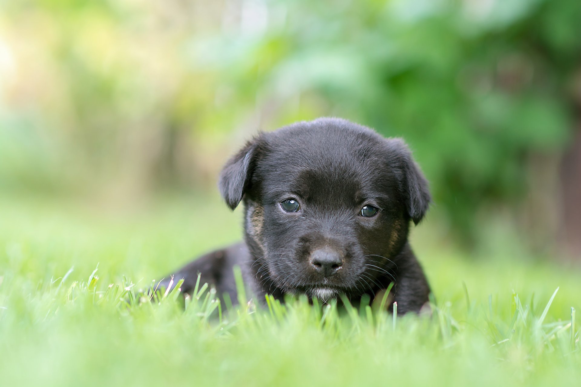 Animal Puppy HD Wallpaper