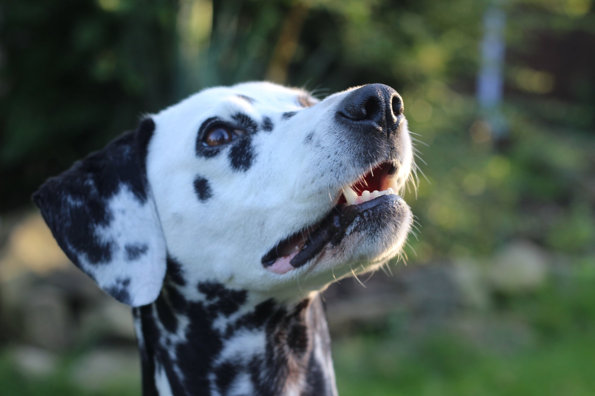 Close-up of a Dalmatian dog's muzzle with a softly blurred bokeh background, captured in 4K Ultra HD quality as a PC desktop wallpaper.