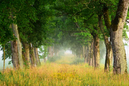 A foggy nature path lined with tall trees on both sides, creating a serene and misty atmosphere in this HD PC desktop wallpaper and background.