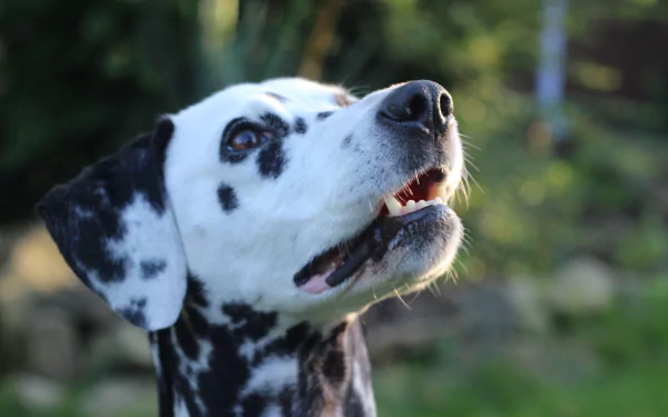 Close-up of a Dalmatian dog's muzzle with a softly blurred bokeh background, captured in 4K Ultra HD quality as a PC desktop wallpaper.