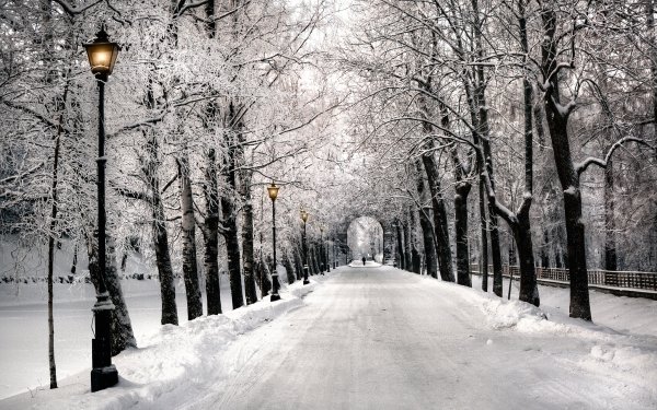 Photography Park Winter Path Tree-Lined Snow HD Wallpaper | Background Image