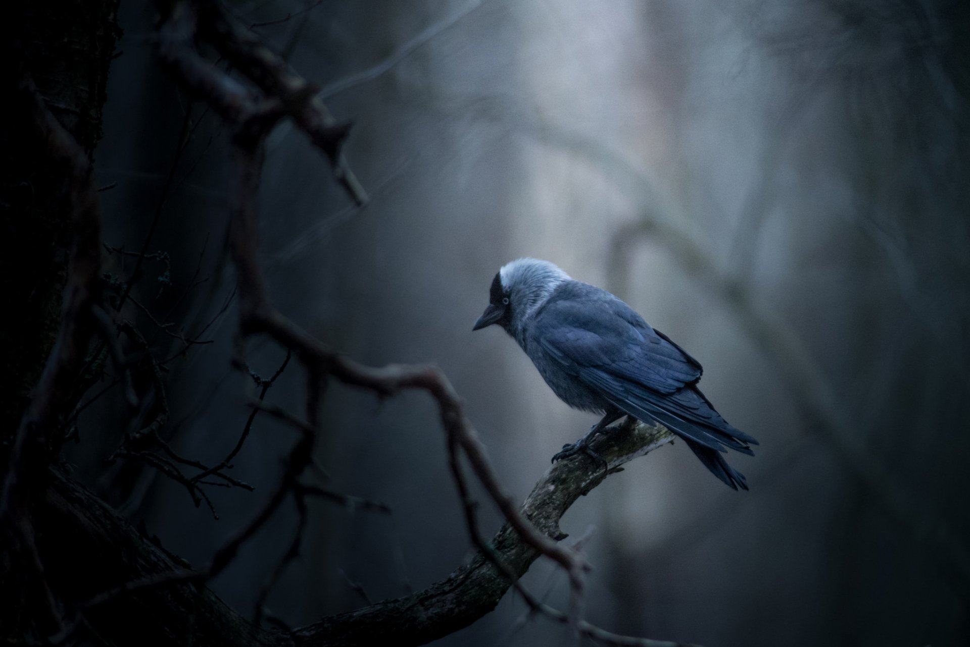 Western jackdaw perched on a gnarled branch in a misty forest — dark-feathered bird as an HD PC desktop wallpaper (Animal: jackdaw).