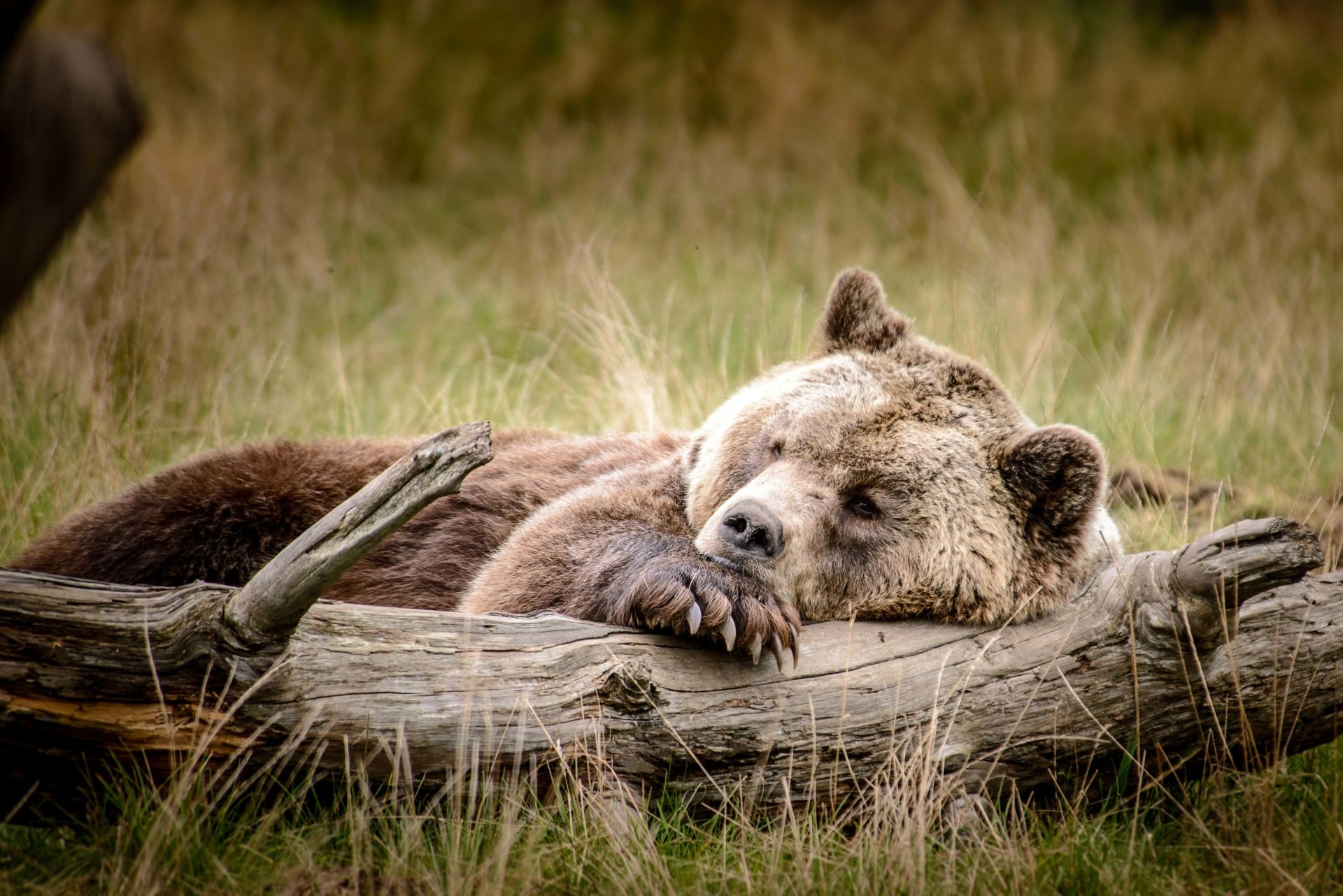 A serene brown bear peacefully sleeps against a log in a grassy field, captured in stunning 4K Ultra HD, showcasing the beauty of wildlife.