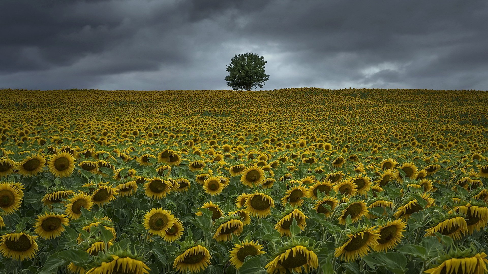 Download Lonely Tree Tree Summer Yellow Flower Flower Field Nature ...