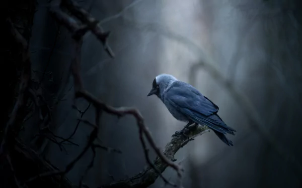 Western jackdaw perched on a gnarled branch in a misty forest — dark-feathered bird as an HD PC desktop wallpaper (Animal: jackdaw).