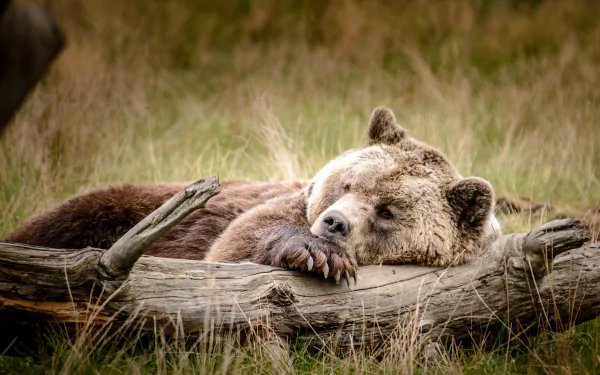 A serene brown bear peacefully sleeps against a log in a grassy field, captured in stunning 4K Ultra HD, showcasing the beauty of wildlife.