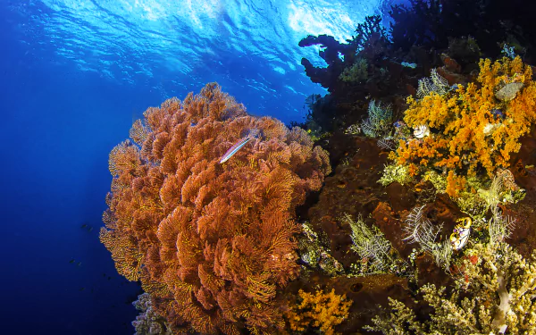 Vibrant coral reef teeming with colorful fish underwater, captured in stunning 4K Ultra HD for a vivid nature-themed PC desktop wallpaper.