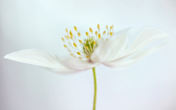 Earth Flower Flowers Nature White Flower Close-Up HD Wallpaper | Background Image