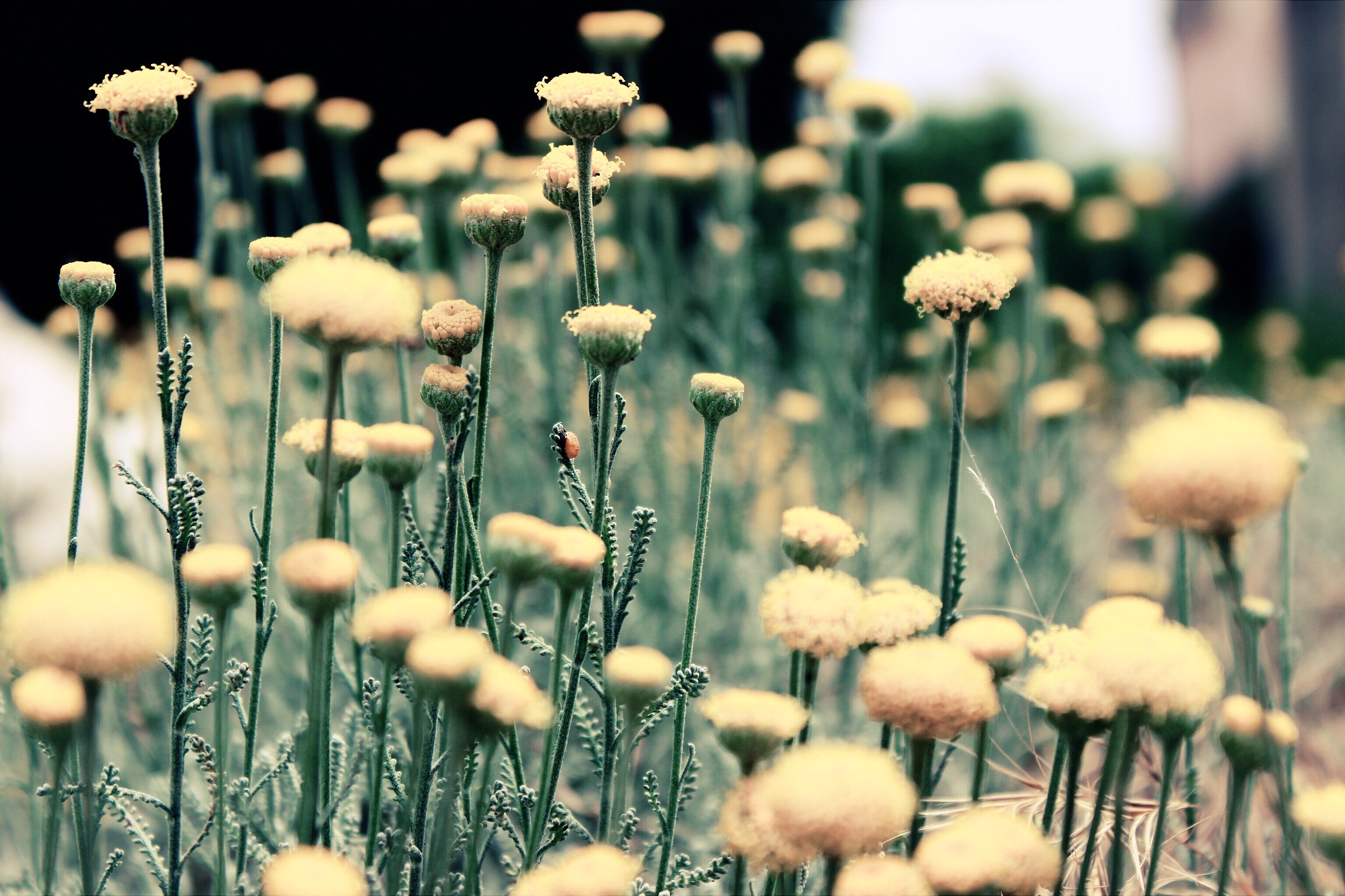 Download Blur Nature Flower HD Wallpaper