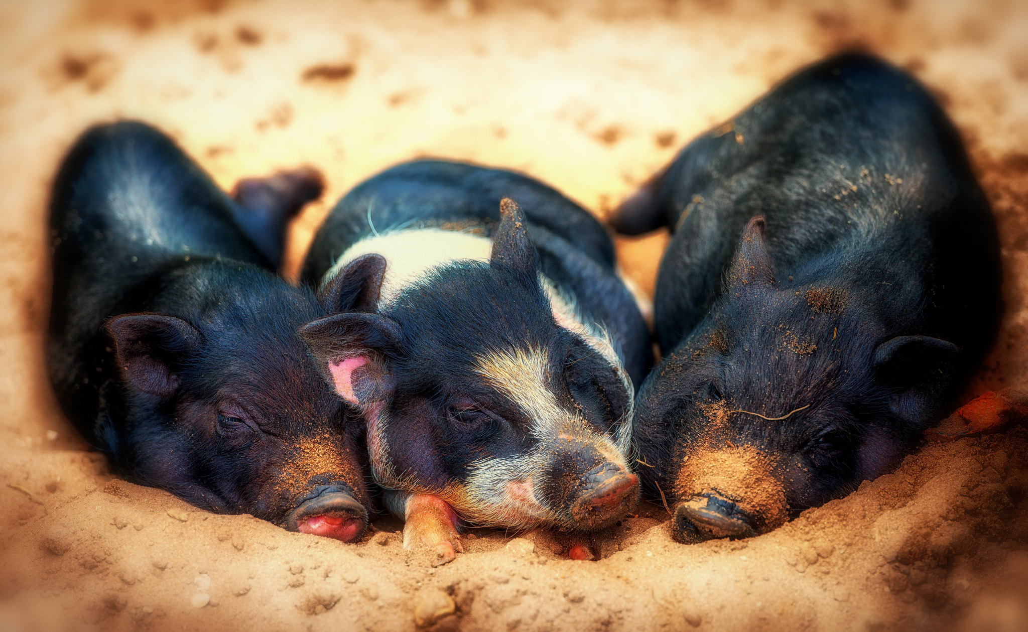 Tiere Schwein HD Wallpaper | Hintergrund