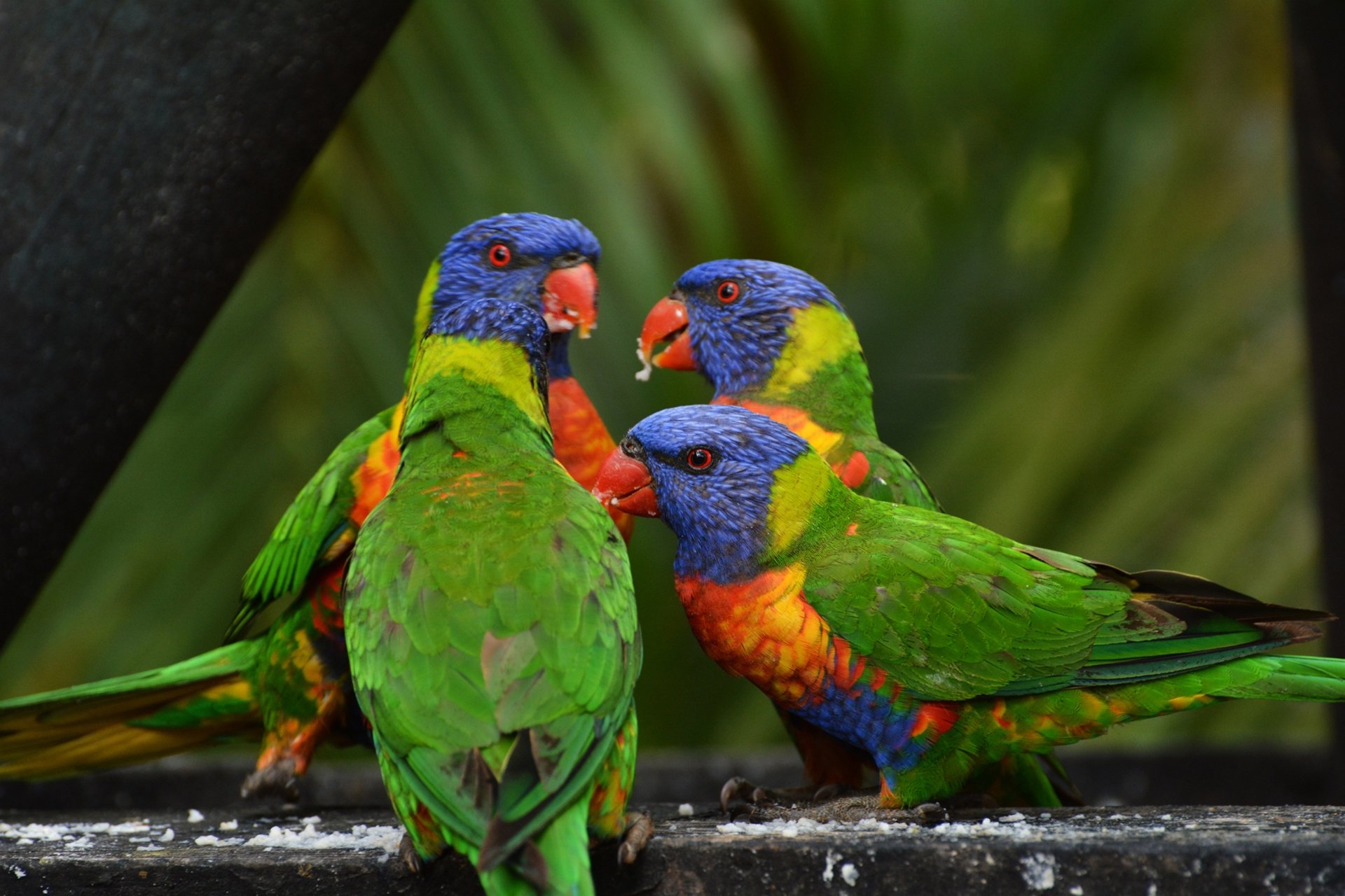 Download Bird Parrot Animal Rainbow Lorikeet 4k Ultra HD Wallpaper