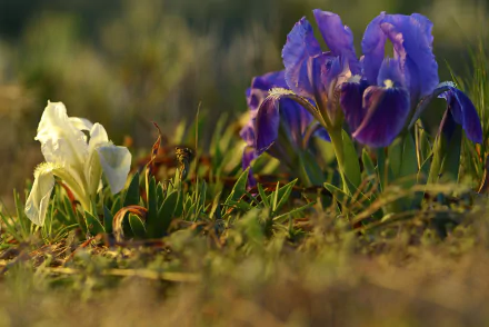 5K Ultra HD desktop wallpaper close-up of purple and white iris flowers in spring, soft bokeh nature background.