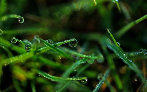 Earth Grass Nature Macro Green Water Drop HD Wallpaper | Background Image