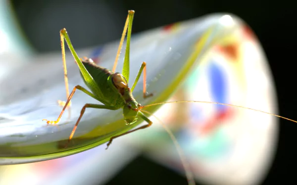 insect Animal grasshopper HD Desktop Wallpaper | Background Image