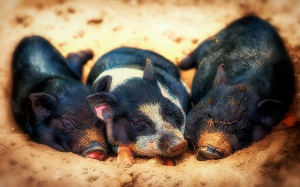 Animal Pig Sleeping HD Wallpaper | Background Image