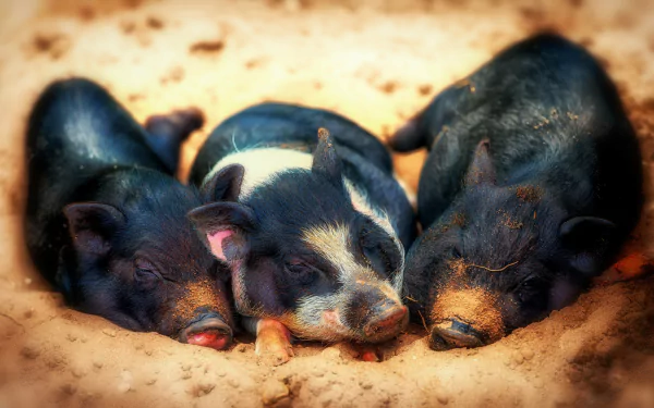 Three adorable pigs are peacefully sleeping together in a warm, sandy spot, creating a charming scene for a cozy HD desktop wallpaper.
