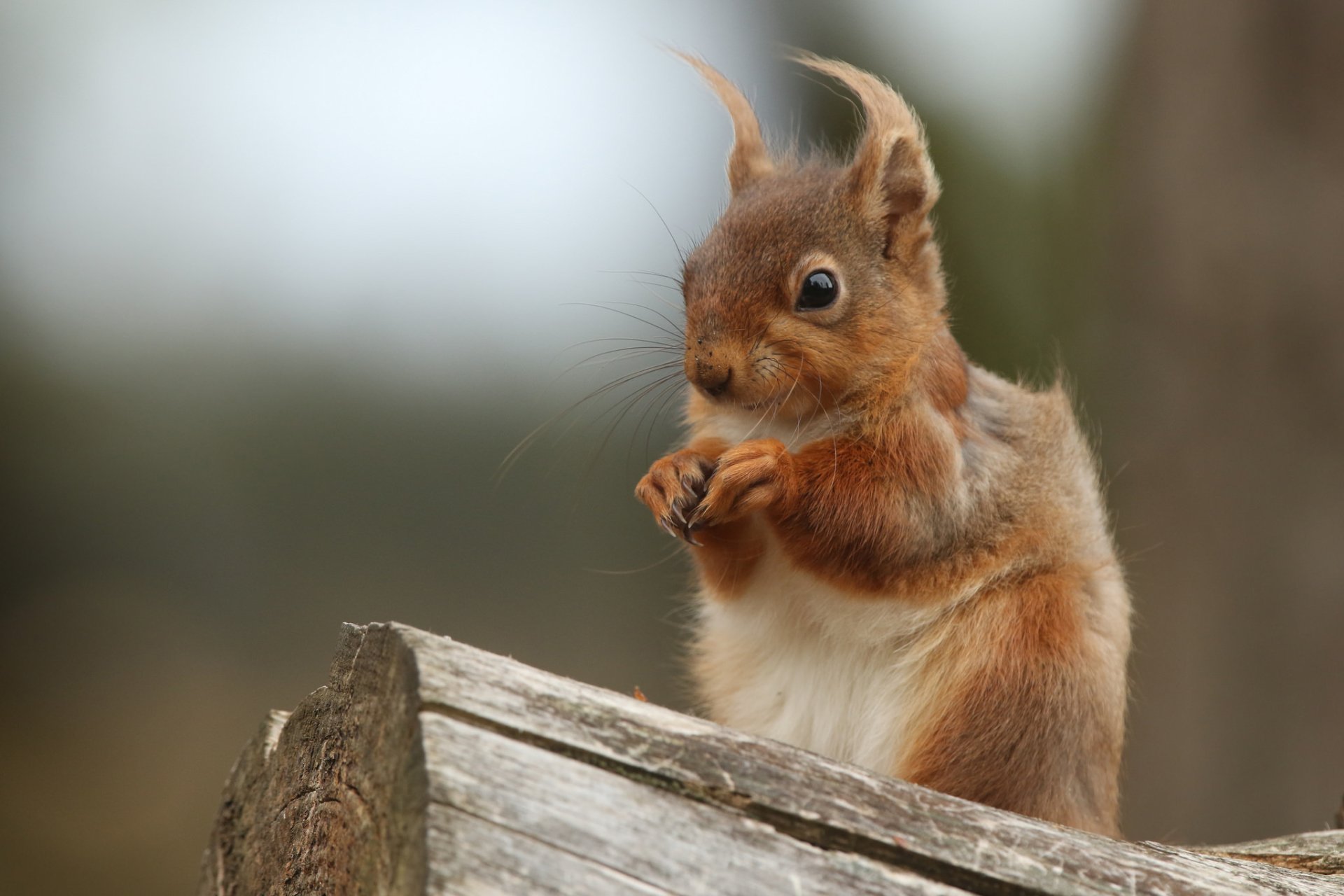 Download Rodent Animal Squirrel HD Wallpaper by Sandra Standbridge