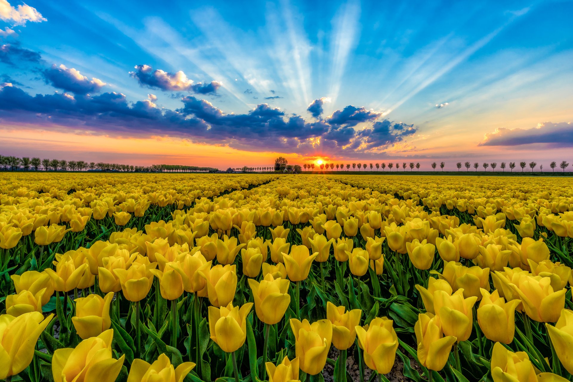 Golden Sunset Hd Wallpaper Of Sunlit Tulip Fields