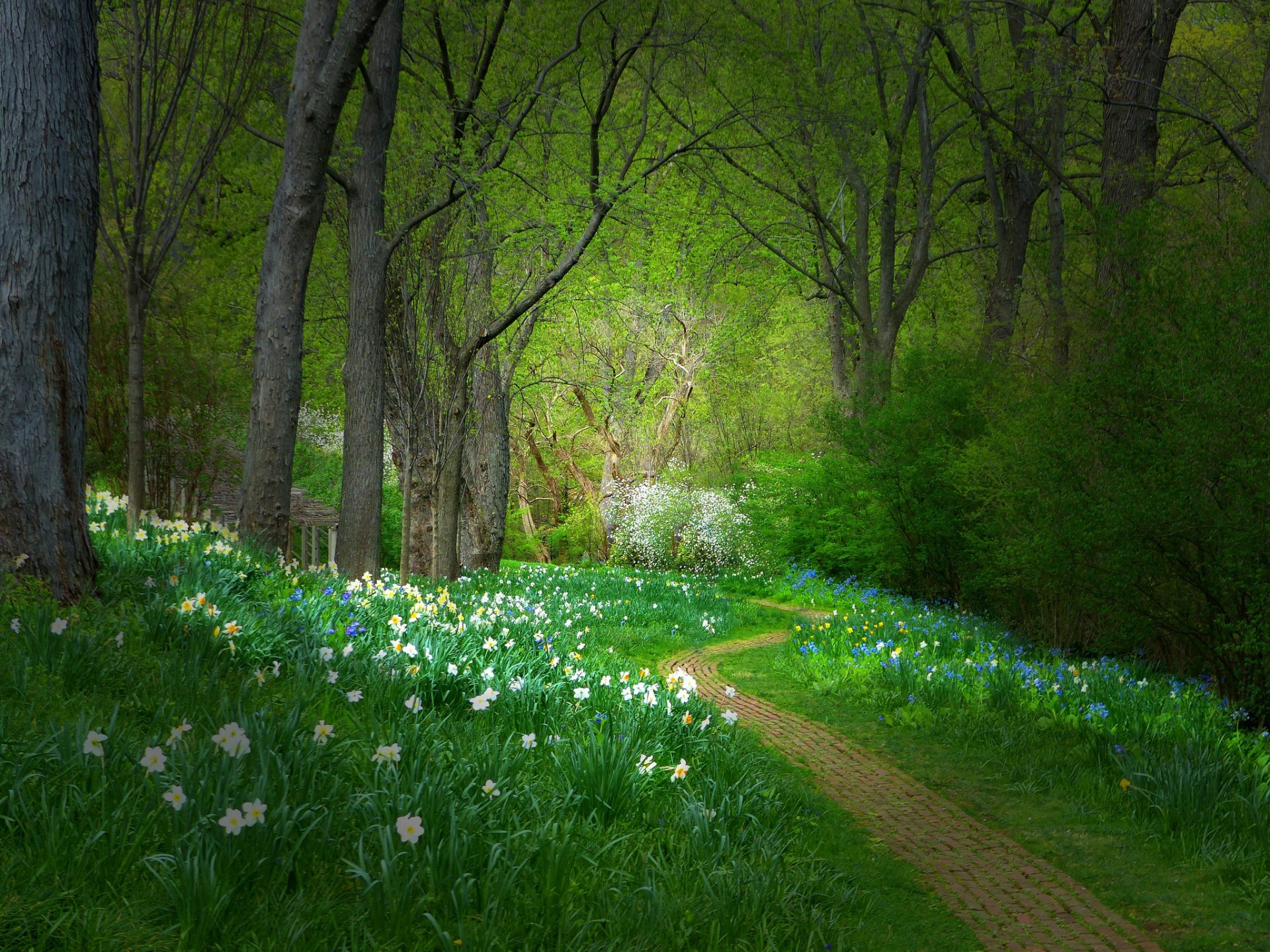 Path in Spring Forest