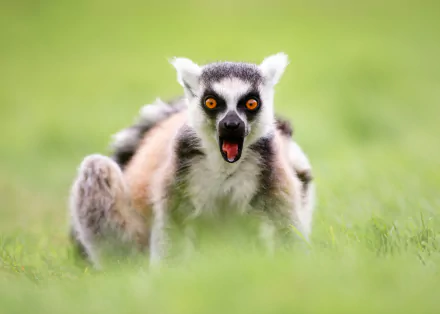 blur monkey Animal lemur HD Desktop Wallpaper | Background Image