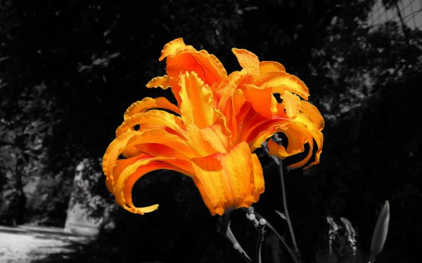 Earth Lily Flowers Selective Color HD Wallpaper | Background Image