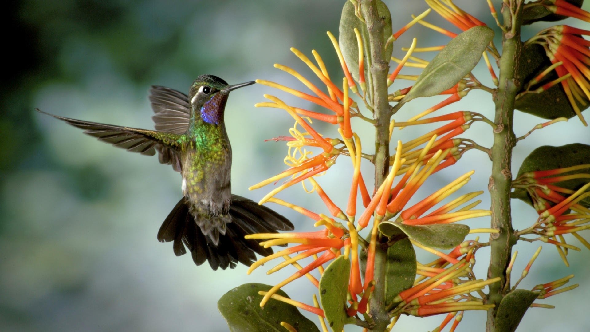 Hummingbird HD Wallpaper | Background Image | 1920x1080 | ID:732047