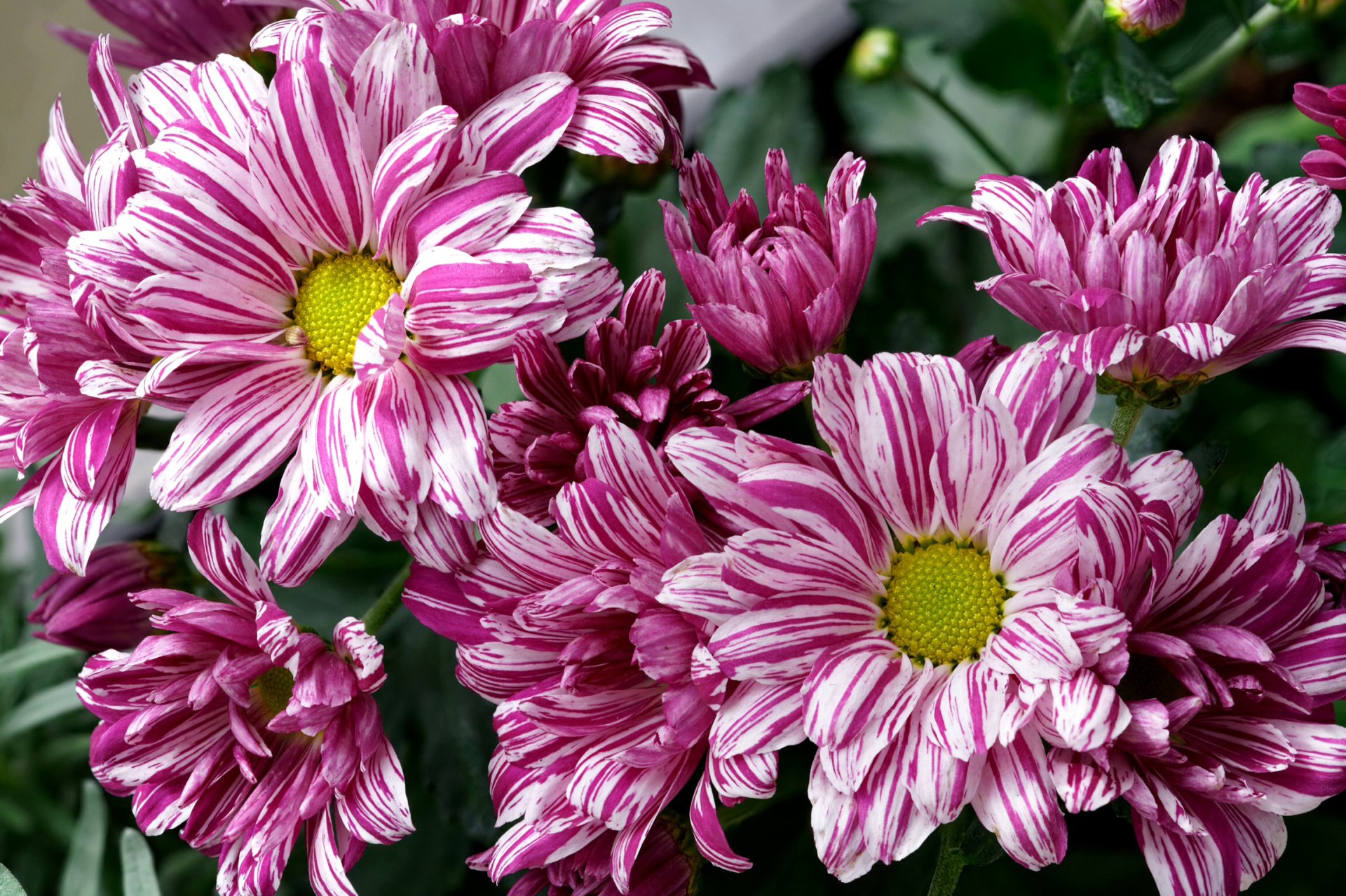 Цветы хризантемы фото