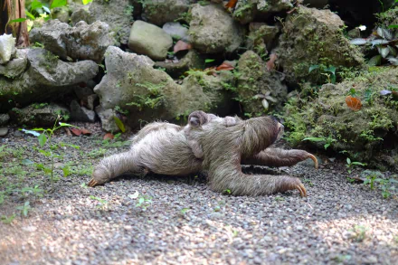 three toed sloth Animal sloth HD Desktop Wallpaper | Background Image
