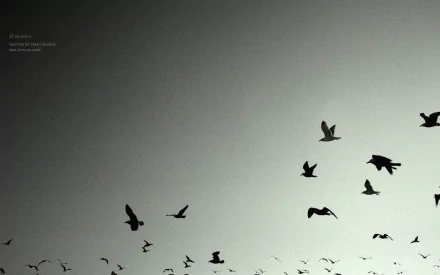 A serene black and white image of birds in flight against a soft gray background, evoking the mood of Nine Inch Nails music. A striking HD wallpaper for a PC desktop.