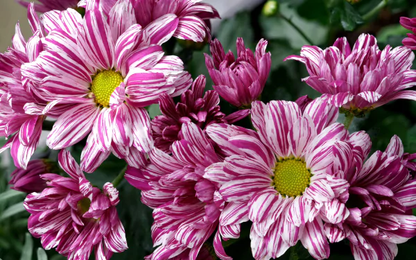 HD PC desktop wallpaper and background of white and purple chrysanthemum flowers with yellow centers, close-up nature scene.