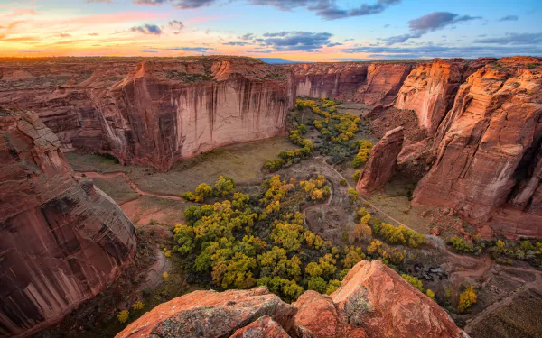  Trees in Canyon