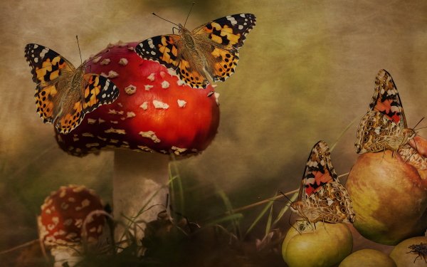Artistic Butterfly Mushroom HD Wallpaper | Background Image