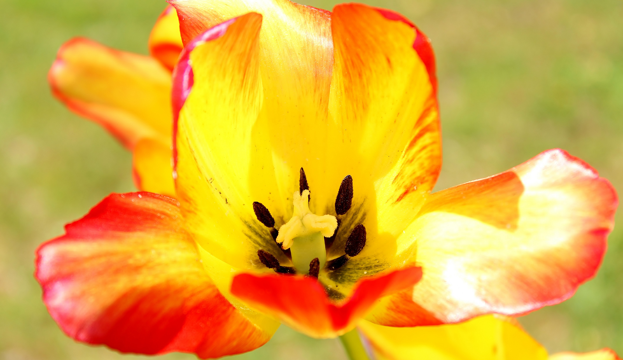 Nature Tulip HD Wallpaper