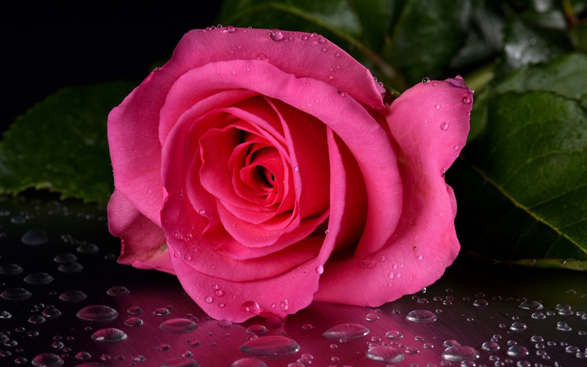 Download Pink Flower Water Drop Flower Nature Rose Hd Wallpaper