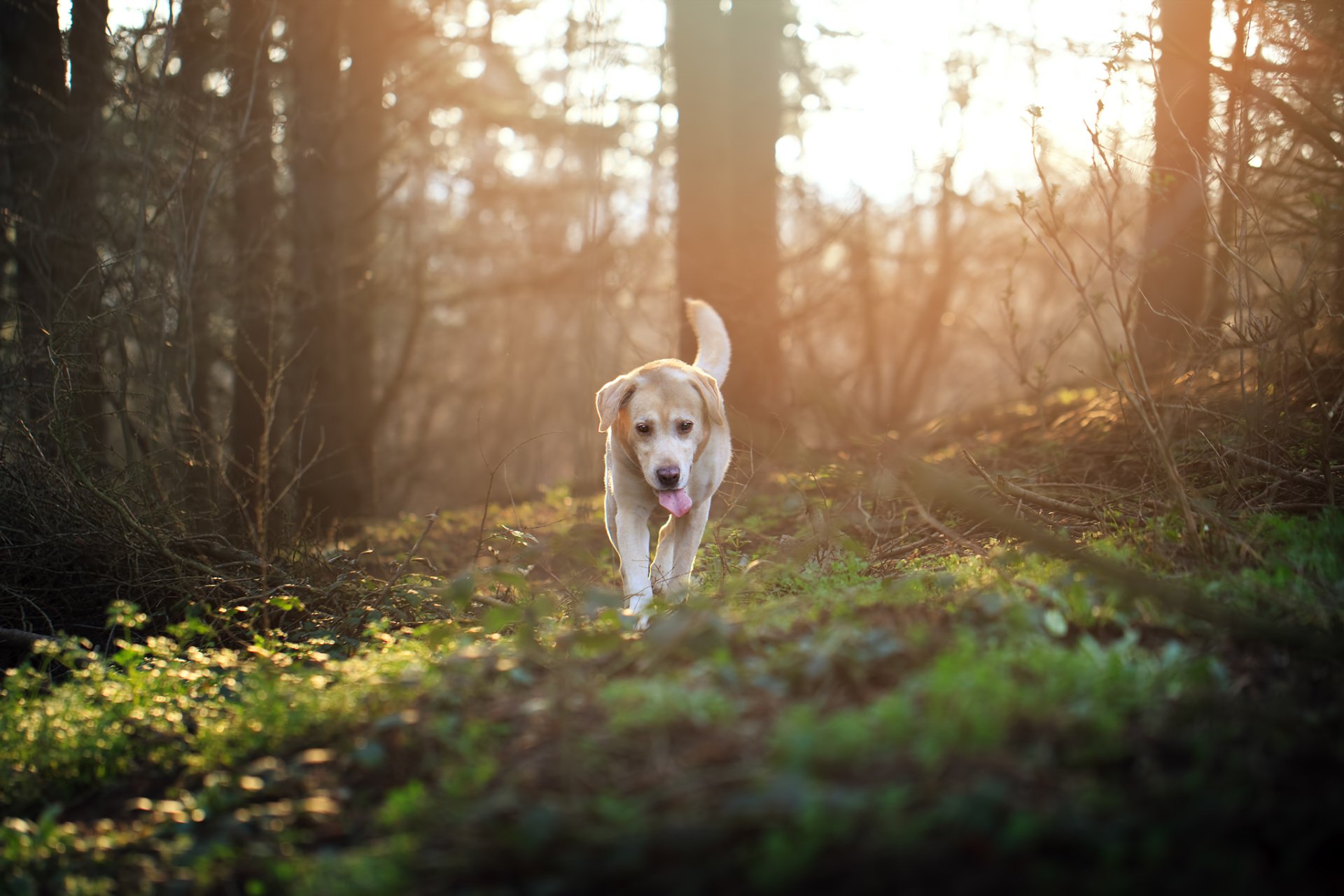 A sunny forest scene featuring a Labrador Retriever walking through the greenery, captured in high-definition as a PC desktop wallpaper background.