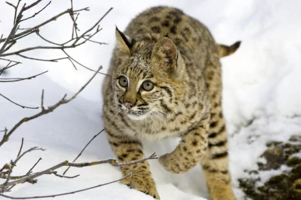 snow lynx Animal bobcat HD Desktop Wallpaper | Background Image