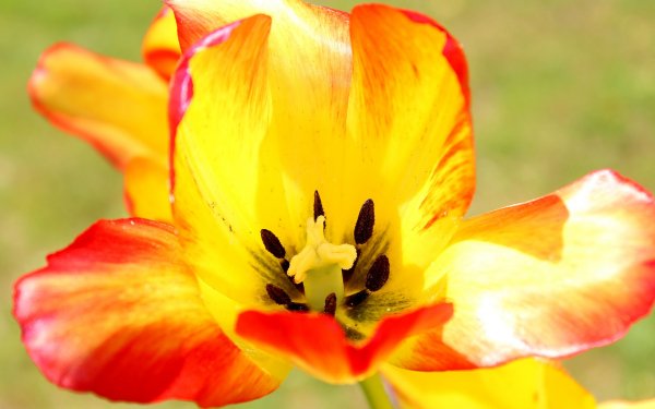 Earth Tulip Flowers Flower Nature Close-Up HD Wallpaper | Background Image