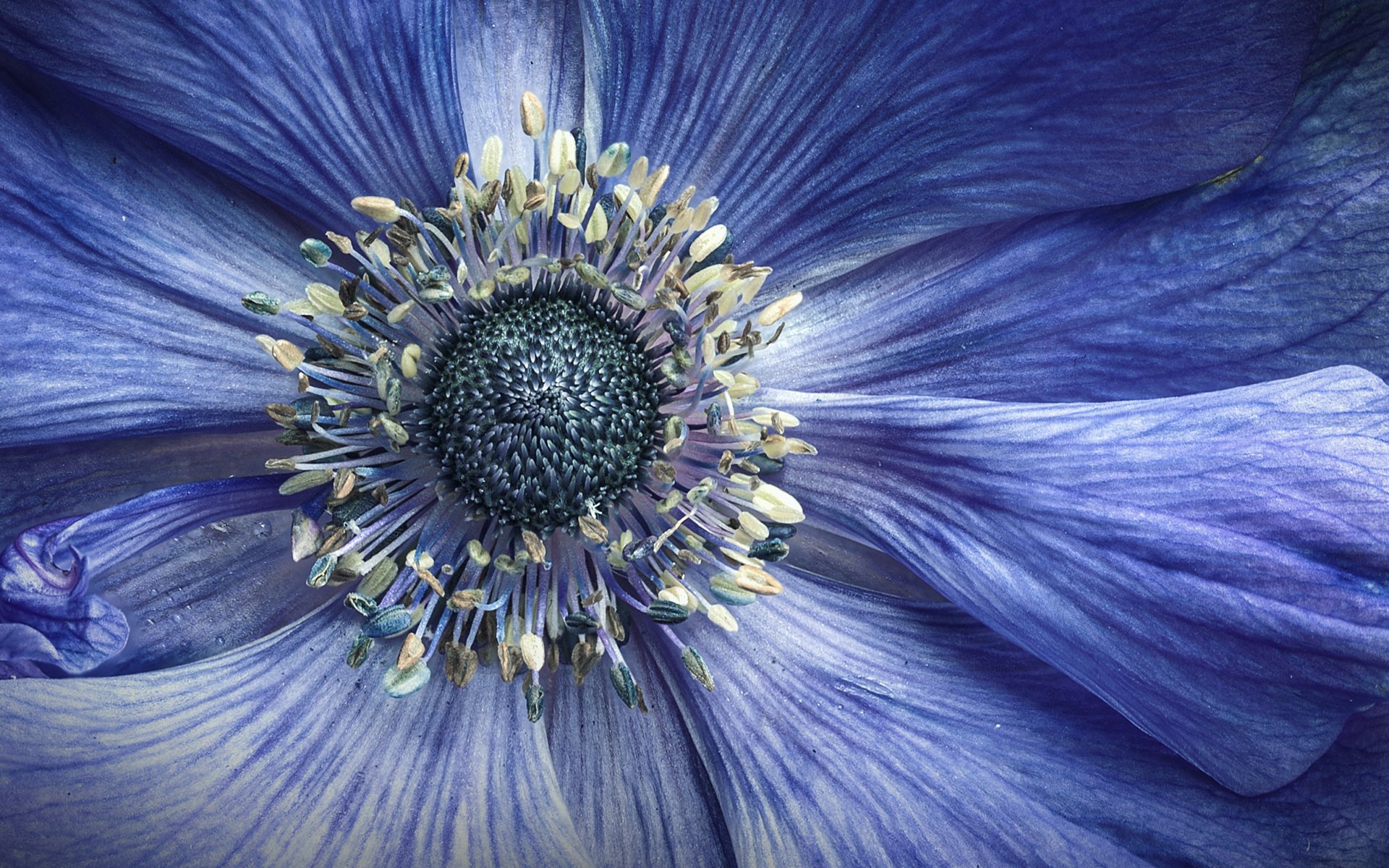 Flower Stamens Close Up