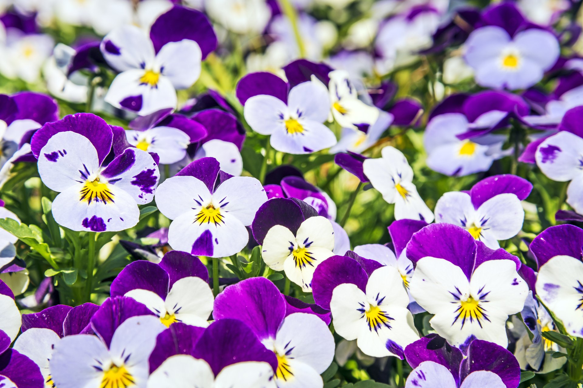 A vibrant cluster of purple and white pansy flowers in nature, captured in stunning 4K Ultra HD for a crisp PC desktop wallpaper and background.