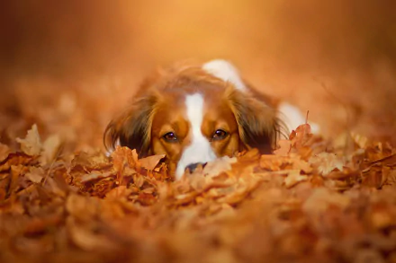A cute dog rests among vibrant fall leaves, showcasing a serene moment in nature. This HD wallpaper captures the beauty of autumn and the charm of this playful animal.