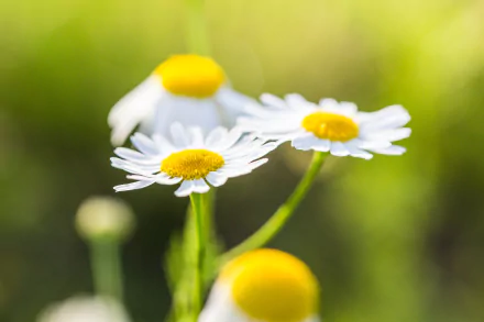 white flower close-up blur nature flower camomile HD Desktop Wallpaper | Background Image