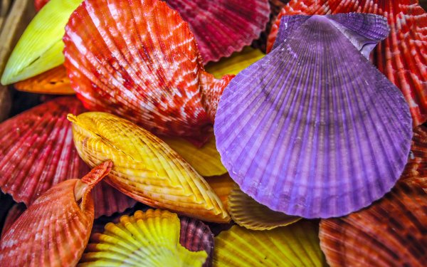 Nature Shell Colors Colorful HD Wallpaper | Background Image