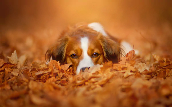 A cute dog rests among vibrant fall leaves, showcasing a serene moment in nature. This HD wallpaper captures the beauty of autumn and the charm of this playful animal.