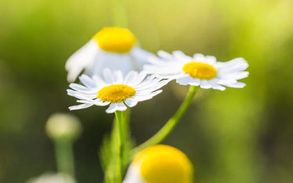 white flower close-up blur nature flower camomile HD Desktop Wallpaper | Background Image