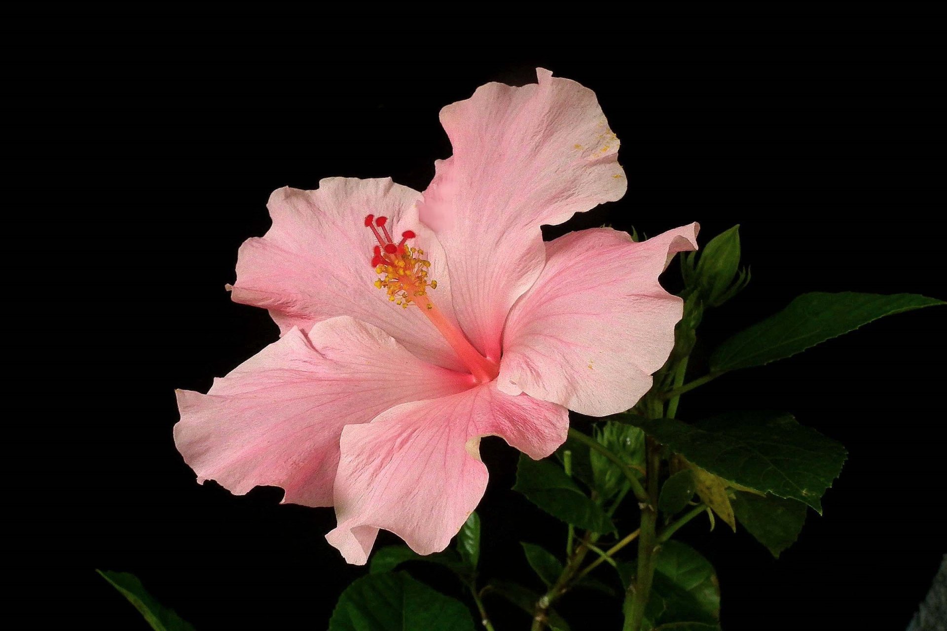 Download Pink Flower Flower Nature Hibiscus HD Wallpaper