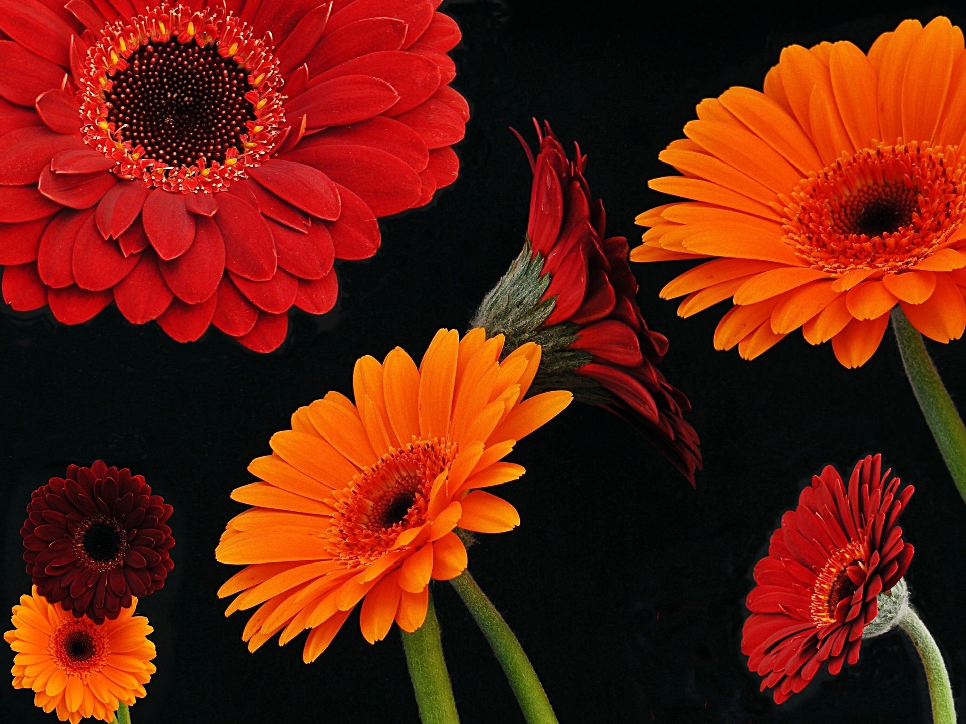 Download Red Flower Orange Flower Flower Nature Gerbera HD Wallpaper