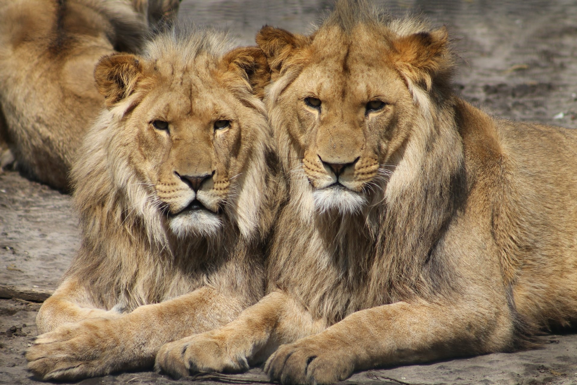 4K Ultra HD PC desktop wallpaper of two lions reclining side by side, close-up portrait with full manes resting on rocky ground.